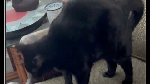 Adopting a Cat from a Shelter Vlog - Cute Precious Piper Does a Great Cat Stretch #shorts