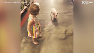Bambina porta a spasso il maialino con il guinzaglio