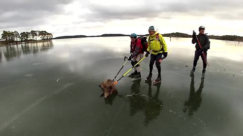 Wild Boar Heroically Rescued From Slippery Frozen Lake