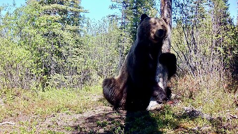 3 Grizzlies Pursue Single Female - Its Mating Season.