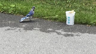 Squirrel chasing everyone away from peanut stash