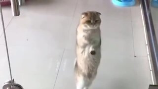 Adorable Cat Loves To Dance The Macarena
