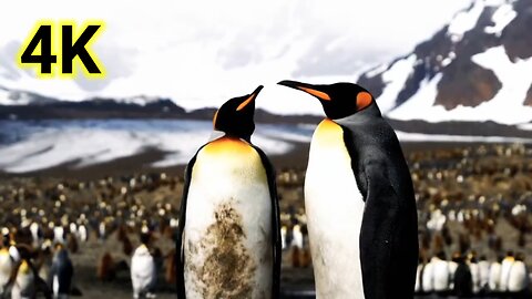 Penguins run near sea. their relaxing HD sound.