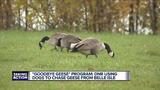 Dogs 'haze' geese to control population on Detroit's Belle Isle, DNR says