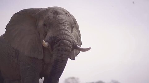 Elephants Saved from Poaching Learn to Trust Again _ Planet Earth III Behind The Scenes _ BBC Earth