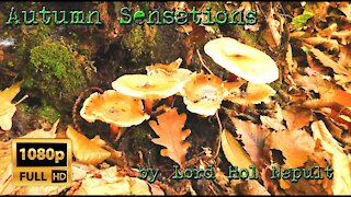 Autumn Sensations