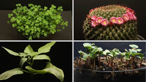 Plant Growing Time Lapse Video That Will Make You Relax