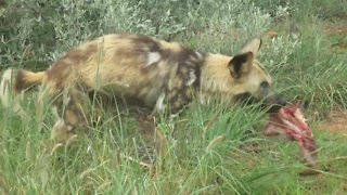 Rescued Wild Dog having lunch
