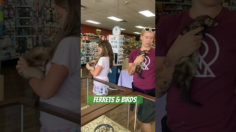 Playing with Ferrets and Birds #dadlife #pets #familyvlog