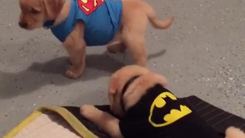 Batman v Superman: Puppy Halloween edition