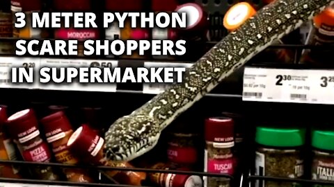 Snake in Supermarket | Sydney | Australia ▶️