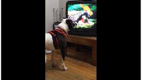 Dog has new favorite animated movie to watch