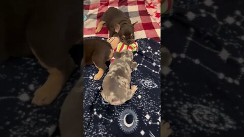 Two French bulldog puppies measuring strength