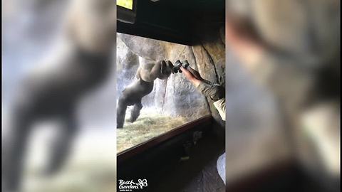 Viral video shows gorilla mimicking his trainer at Busch Gardens Tampa Bay