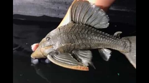 Un étrange poisson de 25 ans dans un bassin de Chicago