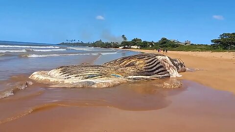 Baleia Jubarte encontrada Morta, Praia Formosa, Aracruz