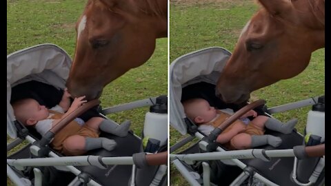 Baby_Boy_Meets_Horse_for_the_First_Time____ViralHog