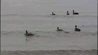 Ducks eating Midges Lake Tahoe