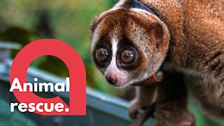 Adorable video of a dozen rescued loris being released into the wild