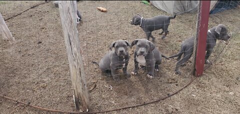 MsuBullyFarm Aliendawgs Bloodline 97924oo744