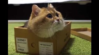 Adorable cat cozies up in his new box