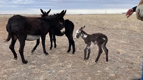 Baby donkey!!! Ellie had a baby!!! What a surprise!