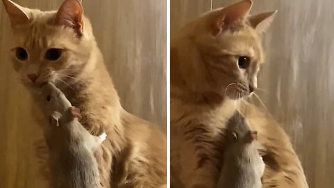 Unlikely Animal Friendship Between Cat And Rat Is So Real