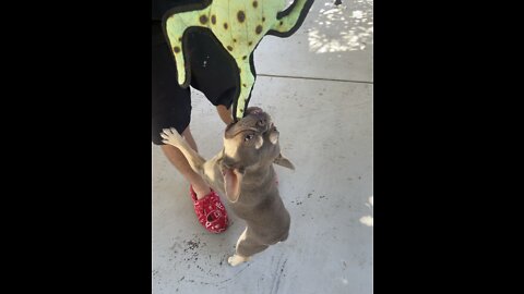 Frenchie holds himself in the air by his jaw!