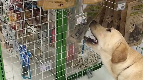 This Pup Likes Shopping Because He Gets To Pick Out His Favorite Treat