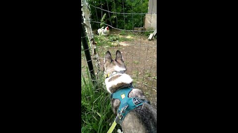 Rover sitter, David Bowie, with Zelda