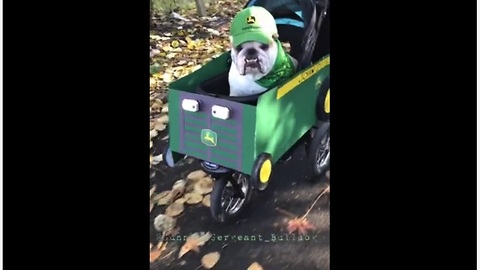 Bulldog rides in custom built John Deere tractor