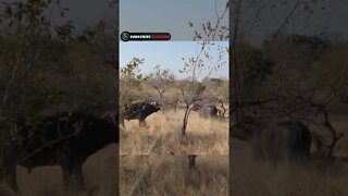 lion vs buffalo fight to death