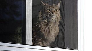 Leia Goes Outside After Patiently Waiting