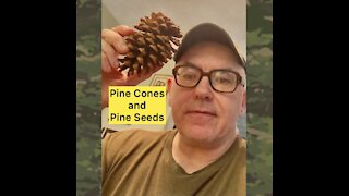 Pine Cones and Pine Seeds