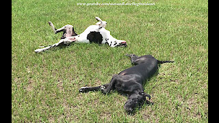 Happy Great Danes Love To Roll In The Grass