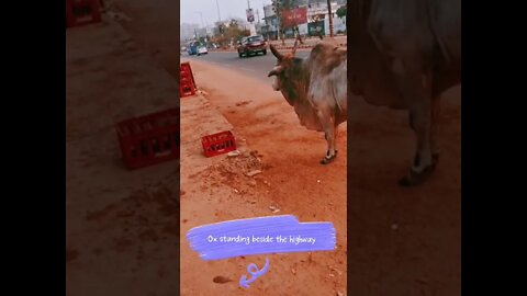 Ox standing beside the highway, #shorts, #ox, #animal, #trending