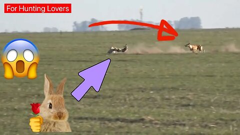 Greyhounds with High Speed Rabbit 🐇 😱 | Galgos y conejos con alta velocidad Борзые и кролик