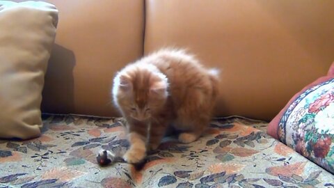 Little Kitten Playing Cutly His Toy Mouse