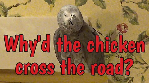 Parrot knows why the chicken crossed the road