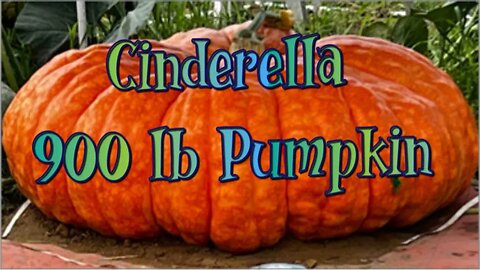 Big Pumpkin Cinderella (Must See) Garden Tour