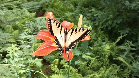 Swallowtail Butterfly