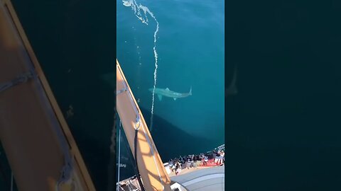 MASSIVE Shark spotted next to cruise ship tiktok alex albrecht