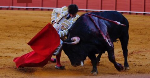 Los toros vuelven a Sevilla casi dos años después