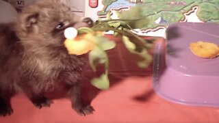 Raccoon Dog Puppies and Apricot - The Cutest Video Ever!!!