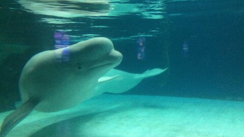 The beluga whale is swimming leisurely in the water.