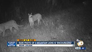 Mountain lions captured on camera