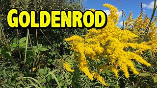 Goldenrod