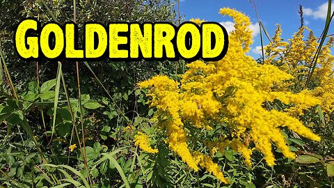 Goldenrod