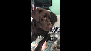 Labrador points out who his best friend is