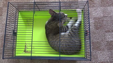 Funny Kitten Catches His Tail in Hamster Cage